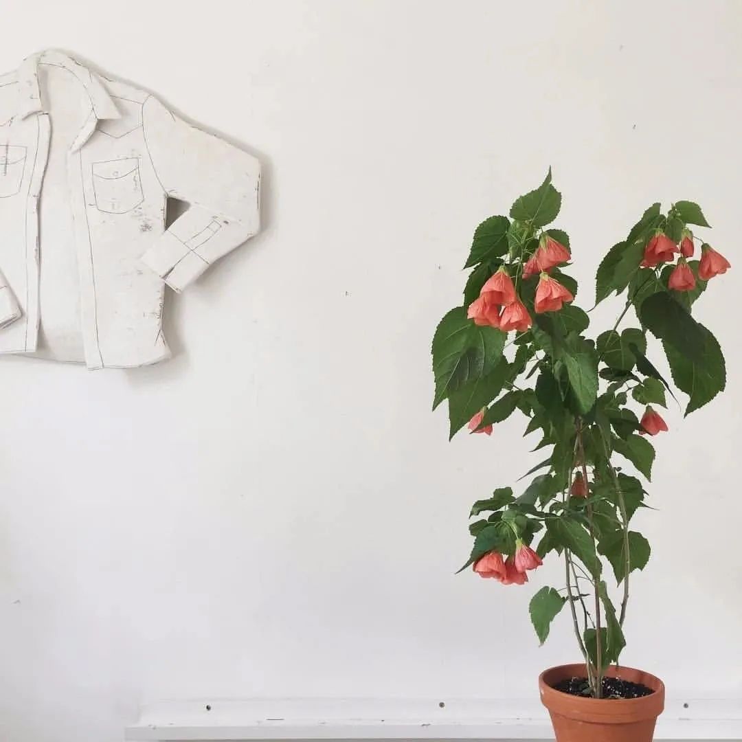 推荐4种“垂吊花”，看一眼就会喜欢上，家里养几盆，美如仙境