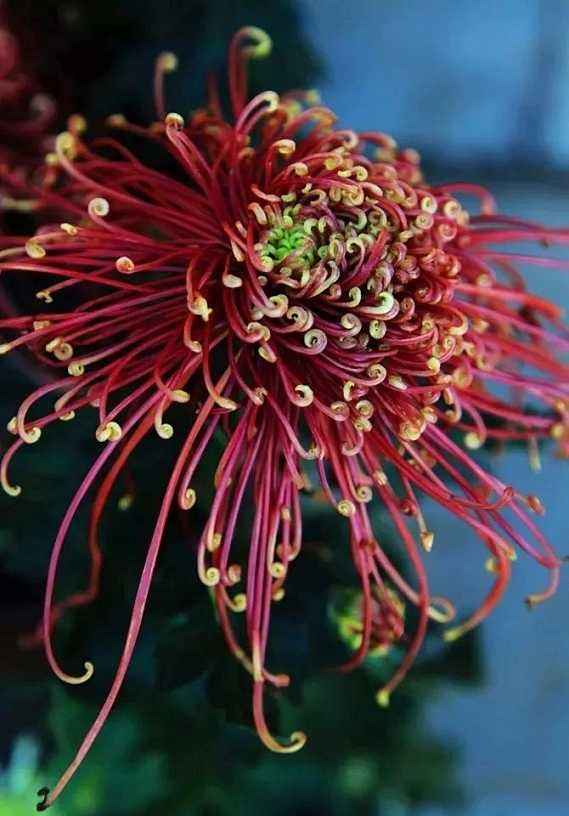 醉花阴小说全文阅读,醉花阴李清照