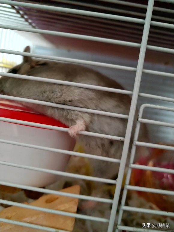 仓鼠怀孕注意事项和禁忌,仓鼠怀孕后一定要分开养吗