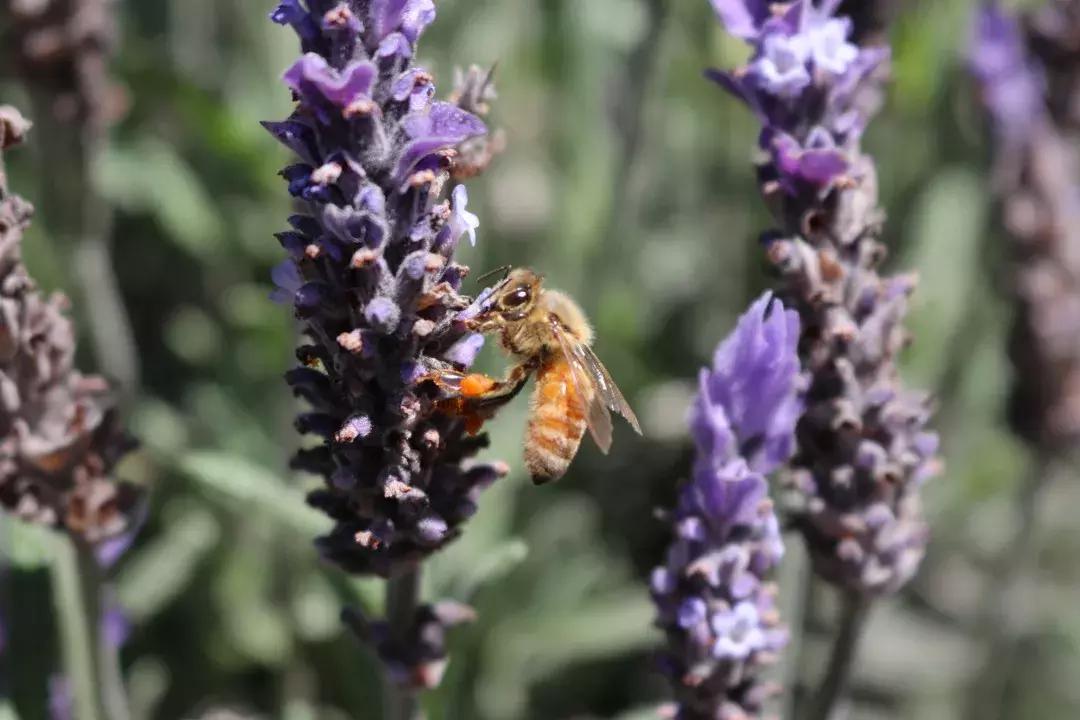 怎么辨别真假麦卢卡蜂蜜,麦卢卡蜂蜜和麦卢卡糖有什么区别