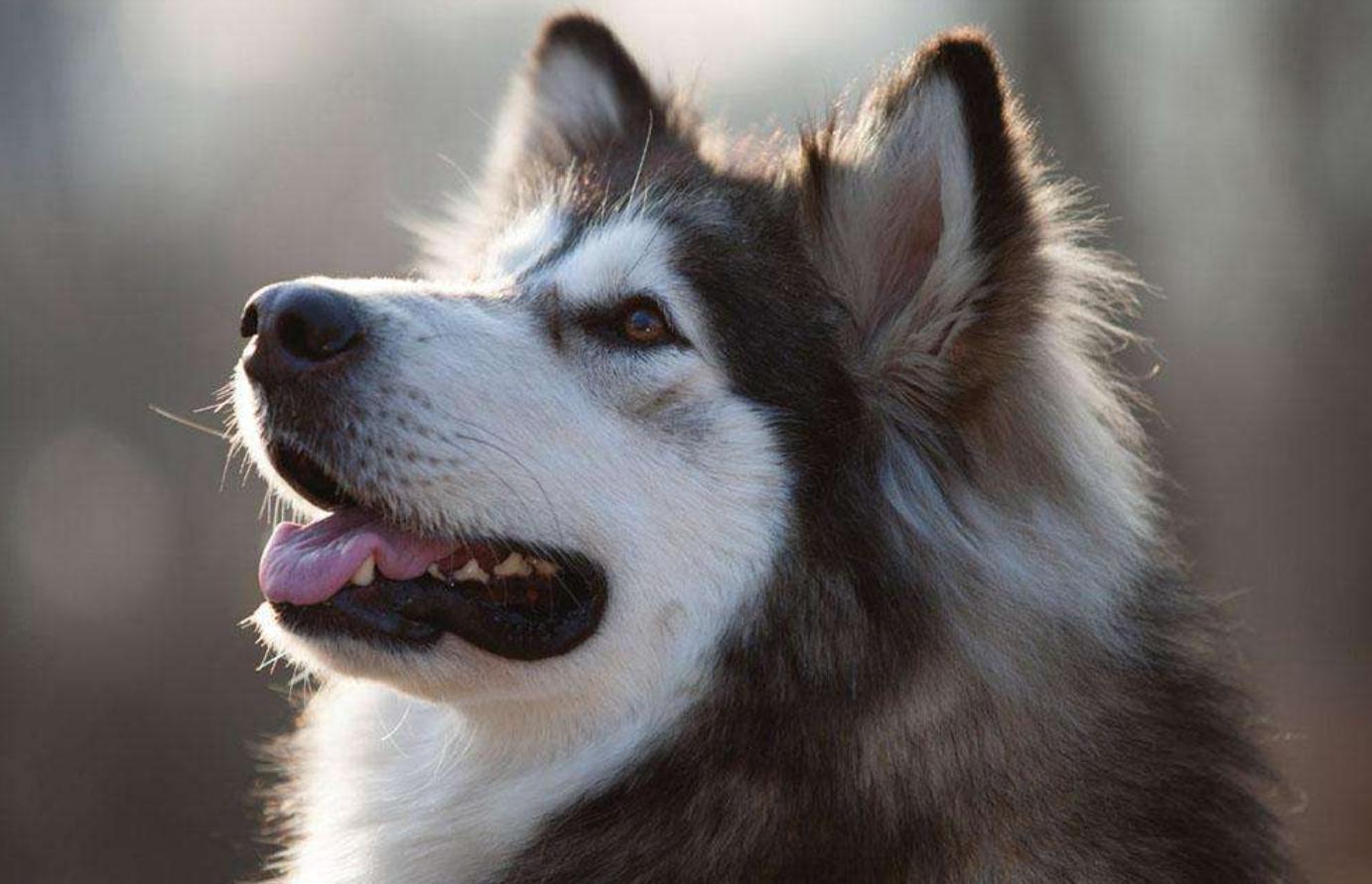 阿拉斯加犬怕鬼,阿拉斯加犬不怕主人闺蜜欺负主人