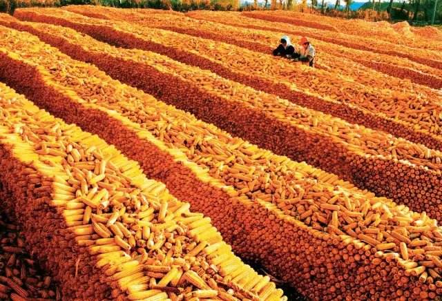 玉米脱粒工具老物件,给玉米脱粒后喘不过气怎么办