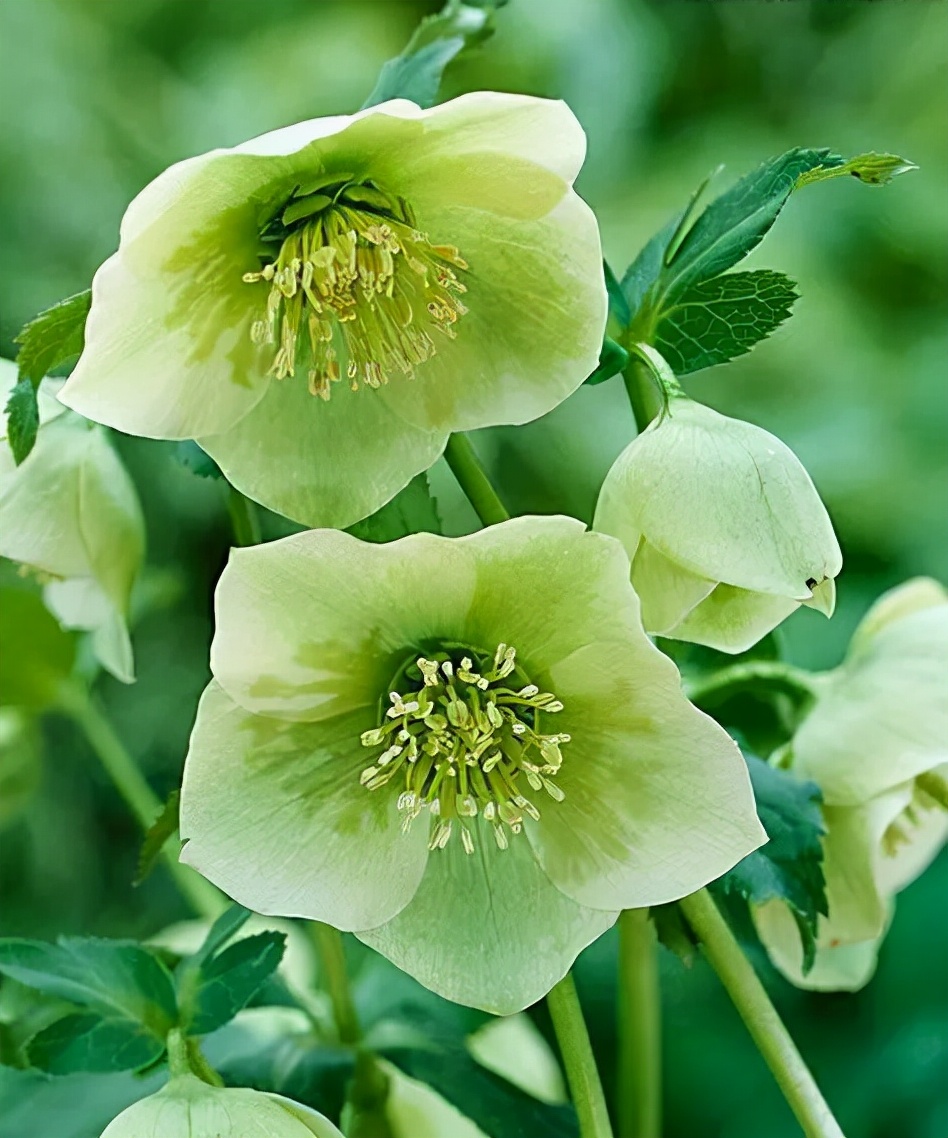 每日一花11.16:圣诞蔷薇