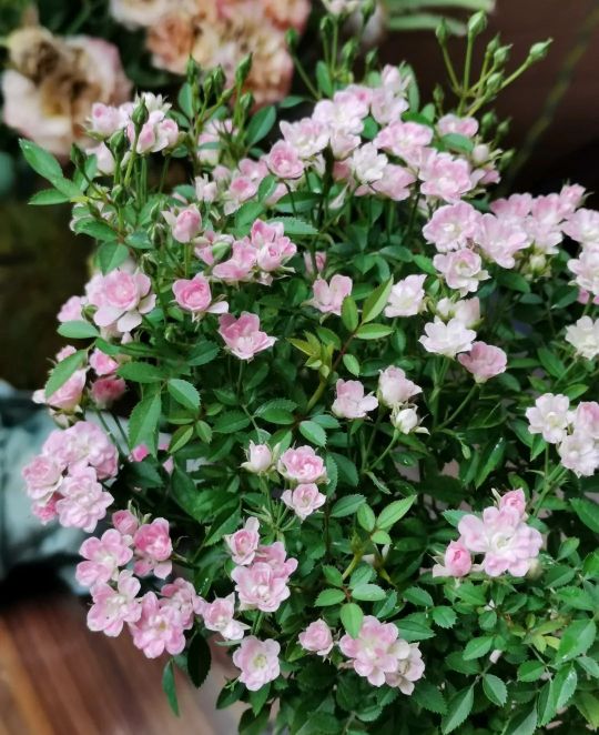 100种月季经典品种,100种经典月季品种