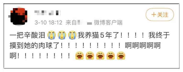 为什么现在年轻人喜欢养猫,当代年轻人不养孩子养猫