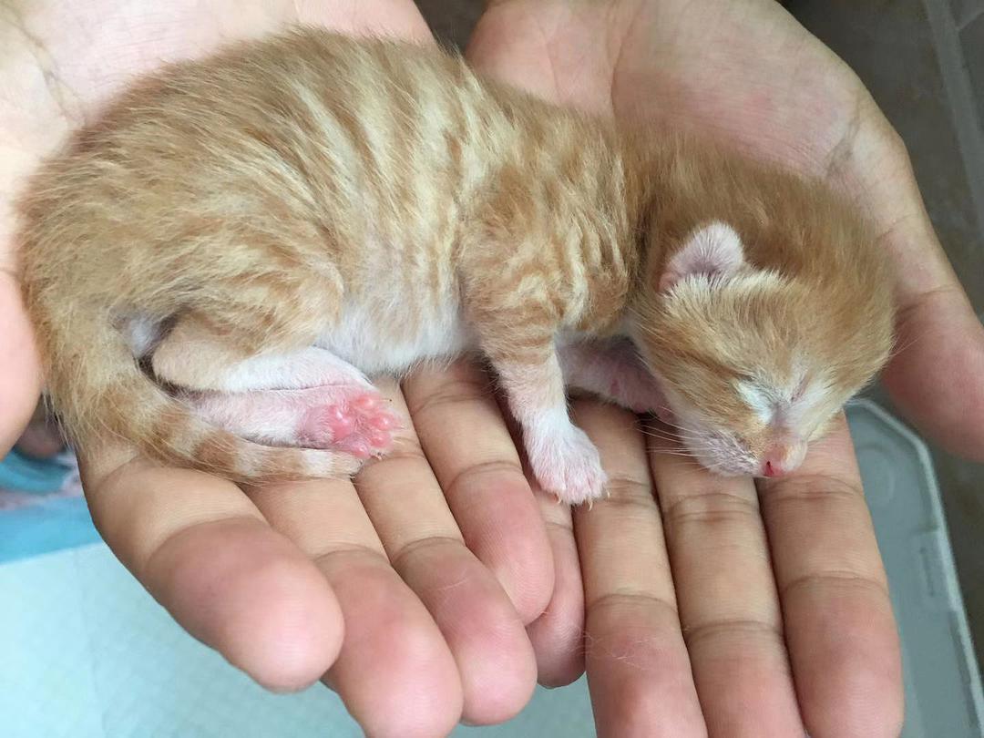 十种不建议买的猫咪,什么样的猫咪不能领养