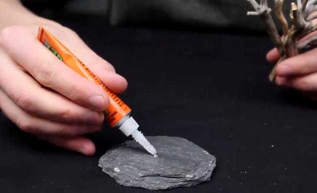 莫斯树到底好不好,莫斯树是什么