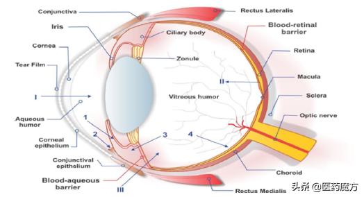 生物分析专栏|眼科用药的药代动力学和生物分析
