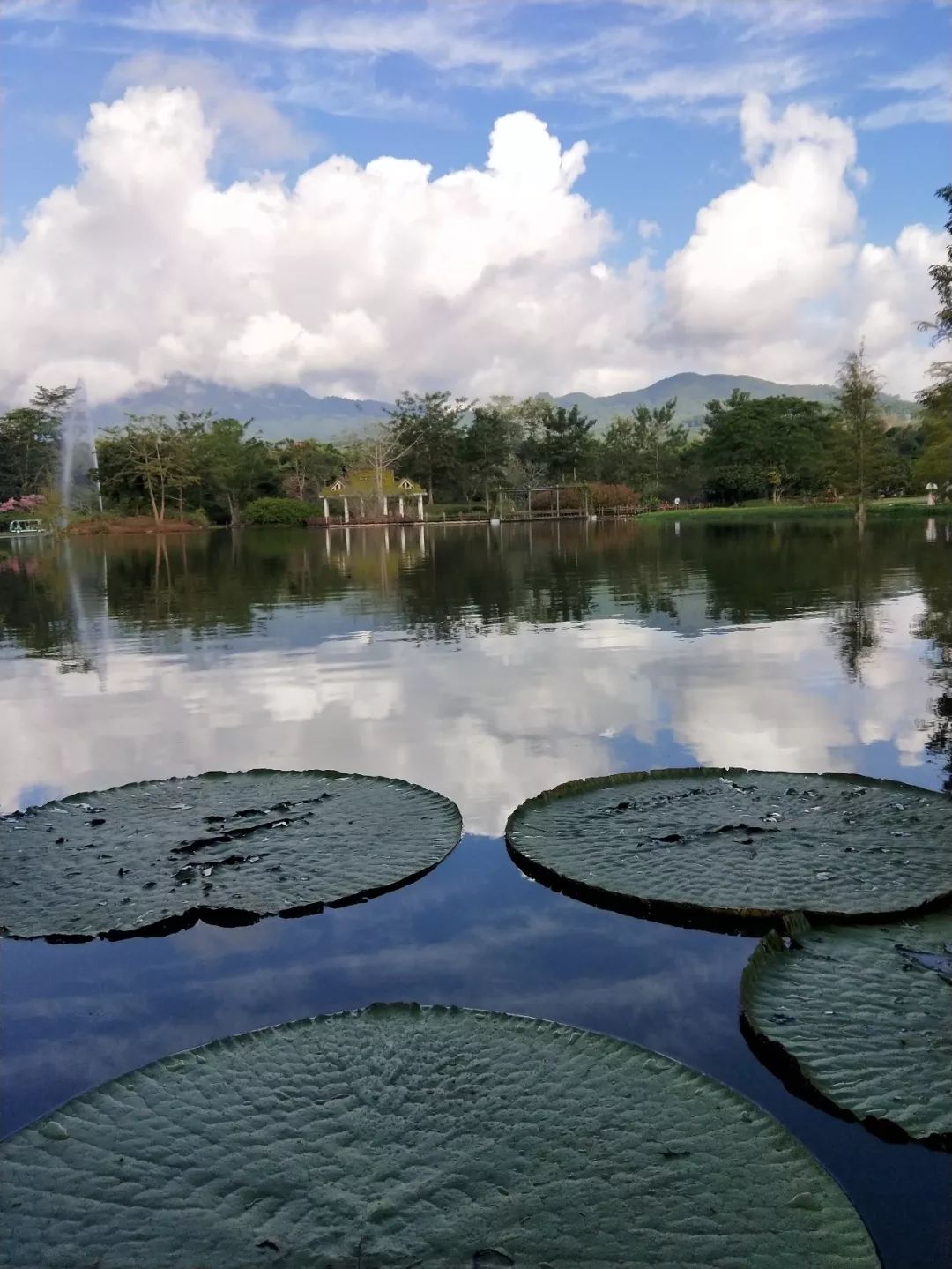 袁金奎老师国画作品欣赏,袁金奎写意花鸟画作品