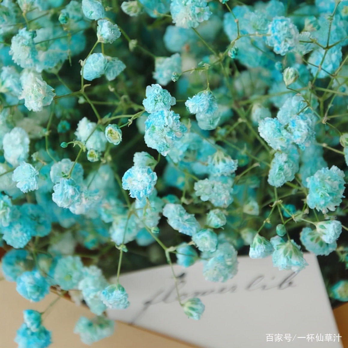 各种鲜花的花语及图片,花店常见鲜花品种及花语