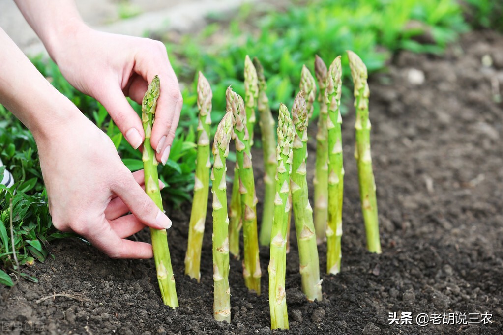 芦笋见大蒜,迟早必落难,芦笋见香菜,神气又豪迈。是啥意思?