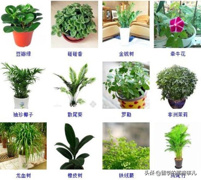 澳洲禁止入境物品最新规定,入境澳洲哪些东西能带哪些是禁带