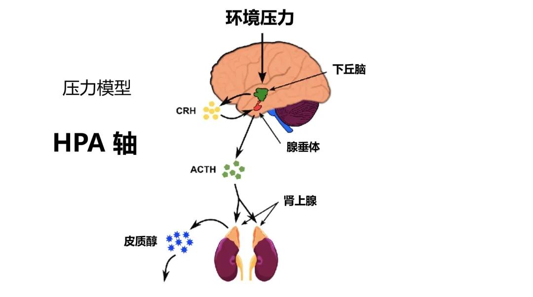 学习压力大导致脱发怎么办,压力导致的脱发还能恢复么