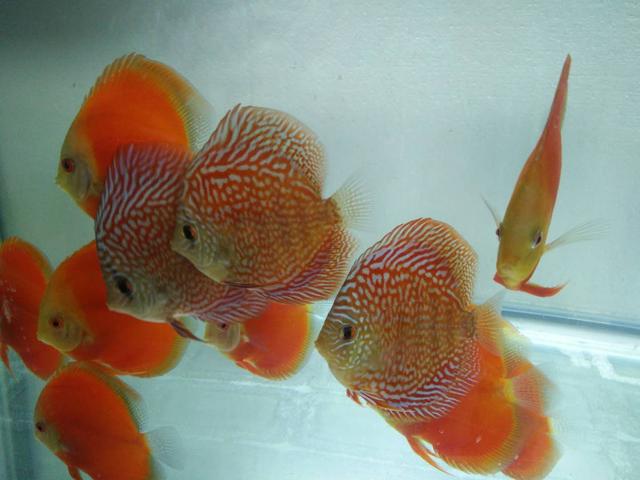 硝化细菌是自然存在吗,硝化细菌崩溃的特殊原因