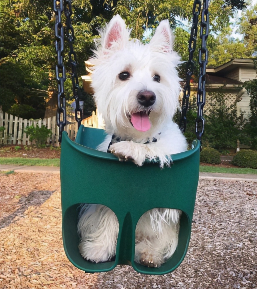 养狗小技巧从此不怕它掉毛,养狗绝不能惯的5个坏毛病很重要