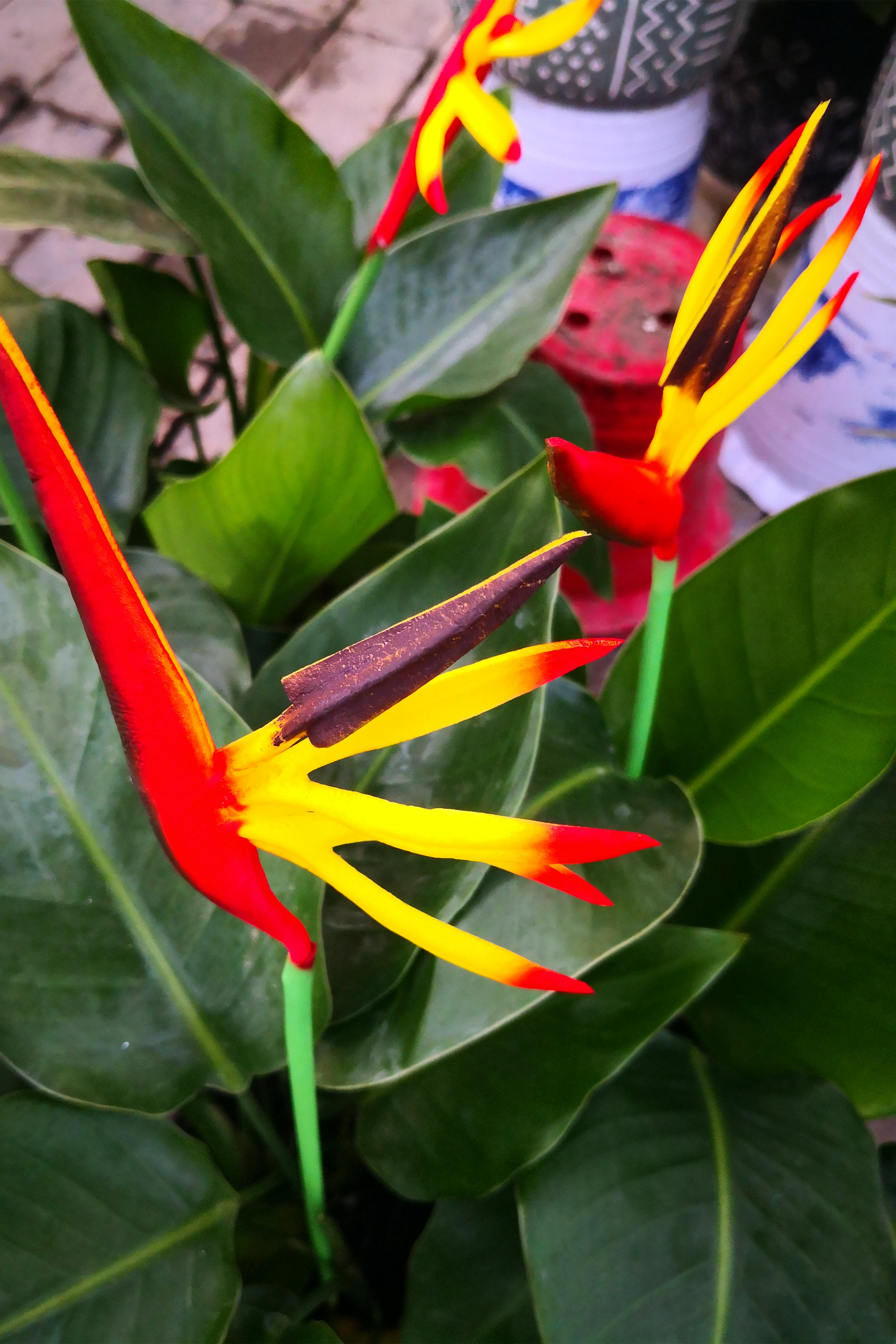 东营最大的花卉批发市场在哪里,东营地区哪里有花卉市场