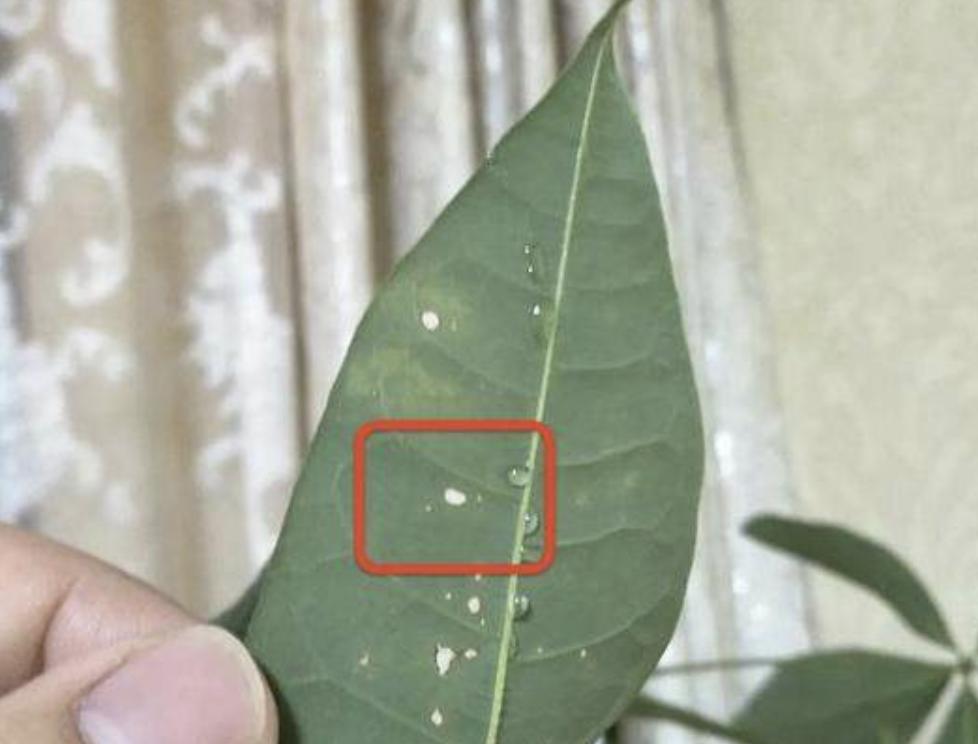 发财树叶子上长白斑点怎么办,发财树上面有很多白点怎么回事