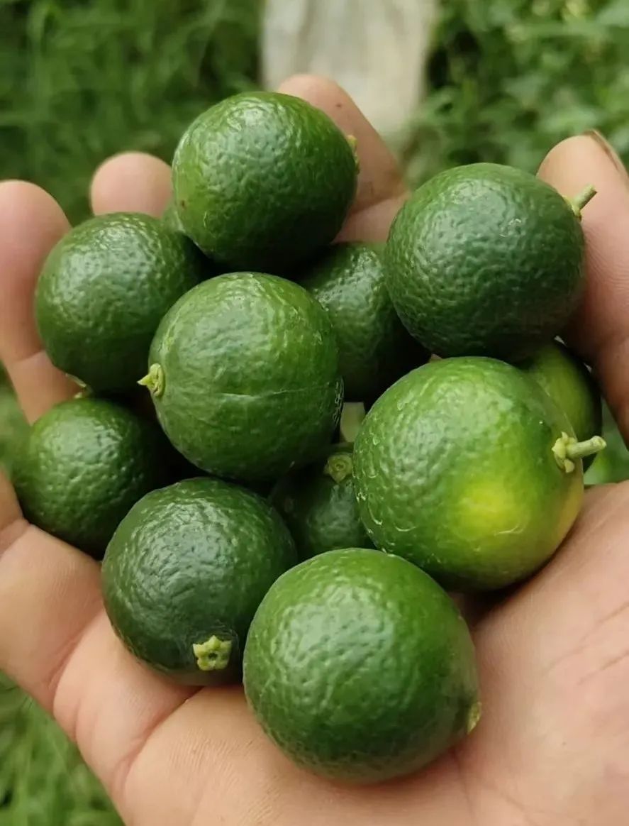 柑橘膨果最需要哪几种元素,柑橘大小果有办法补救吗