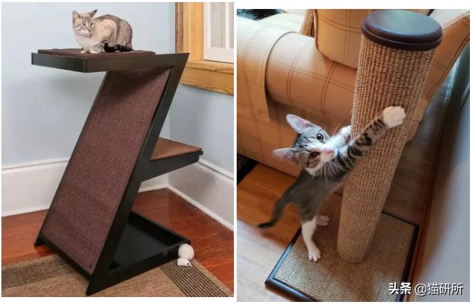 怎么惩罚猫咪挠沙发,猫咪不会挠坏的沙发