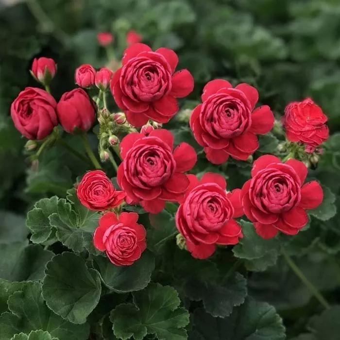 10种天竺葵,天竺葵100种图片大全