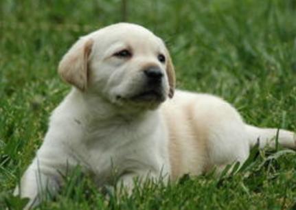 除犬瘟、细小以外，对狗来说第3大疾病—冠状病毒，一文为你解析