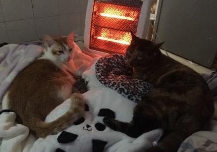 猫咪怕冷么多少度算冷,猫咪会怕冷吗