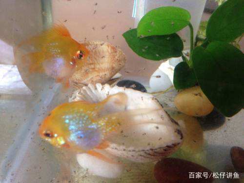 新手养凤尾短鲷注意什么,金波子适合跟什么鱼养