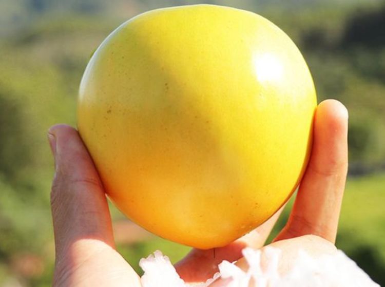 黄晶果种植前景如何,黄晶果的种植技术和适宜气候条件