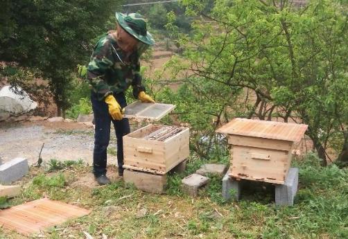 曾卖上百元1斤的土蜂蜜,城里人专门跑农村购买,为何现在少了?