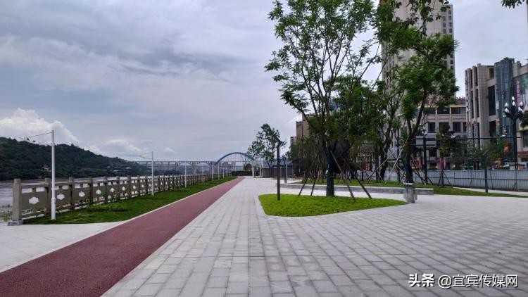 长脚盲蛛密密麻麻,家里发现长脚盲蛛