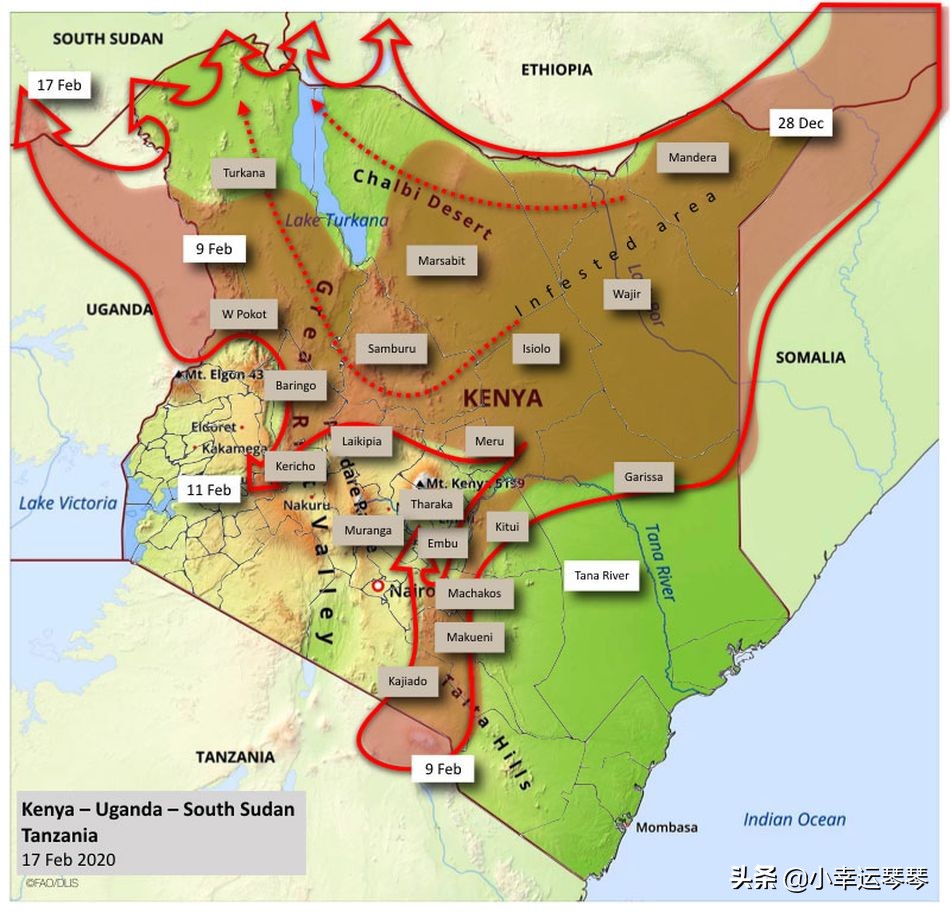 不，这些不是开满黄色花朵的田野，这是一群蝗虫