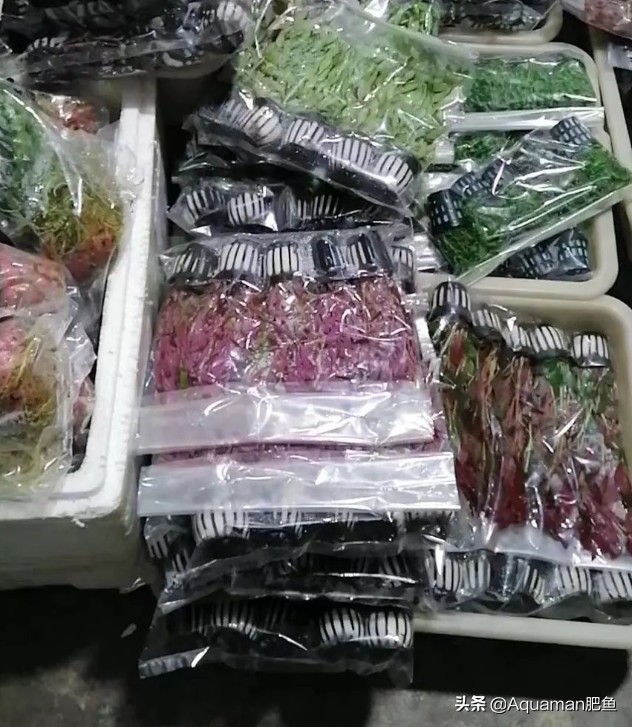 便宜又好养的水草推荐,好养又便宜的水草推荐