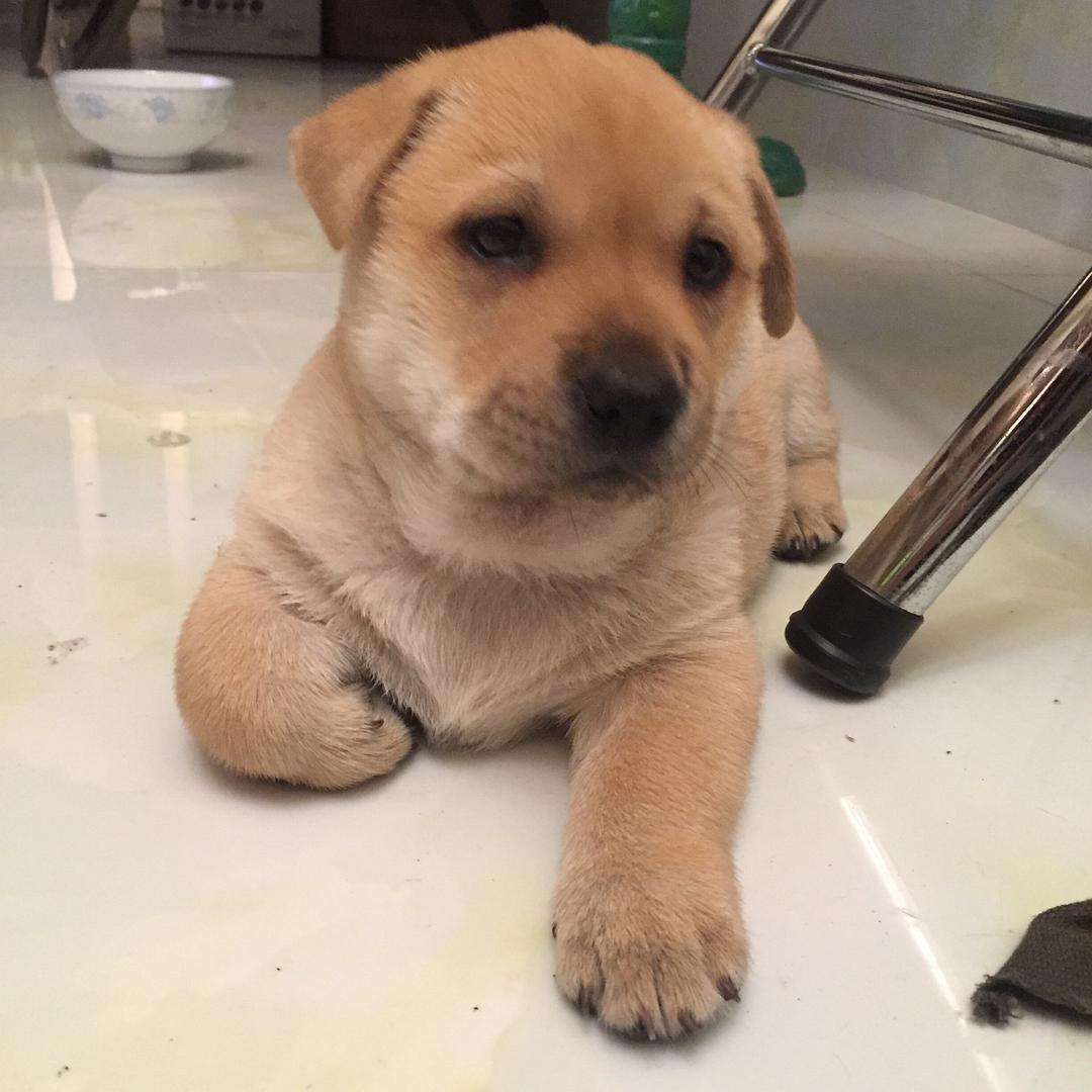 新买的小狗狗不吃怎么办,刚领养的小狗不吃不喝怎么办