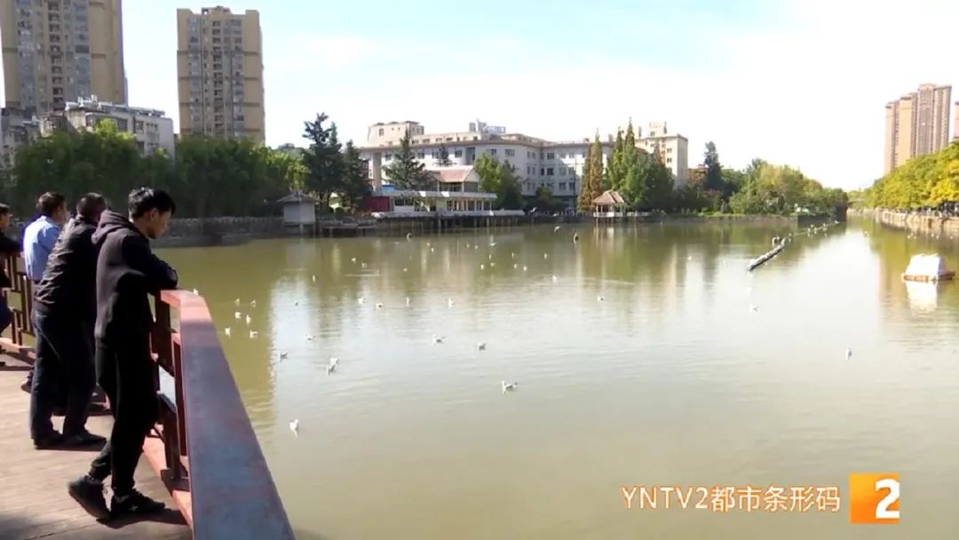 红嘴鸥带病毒么,红嘴鸥回昆明是否会携带新冠病毒