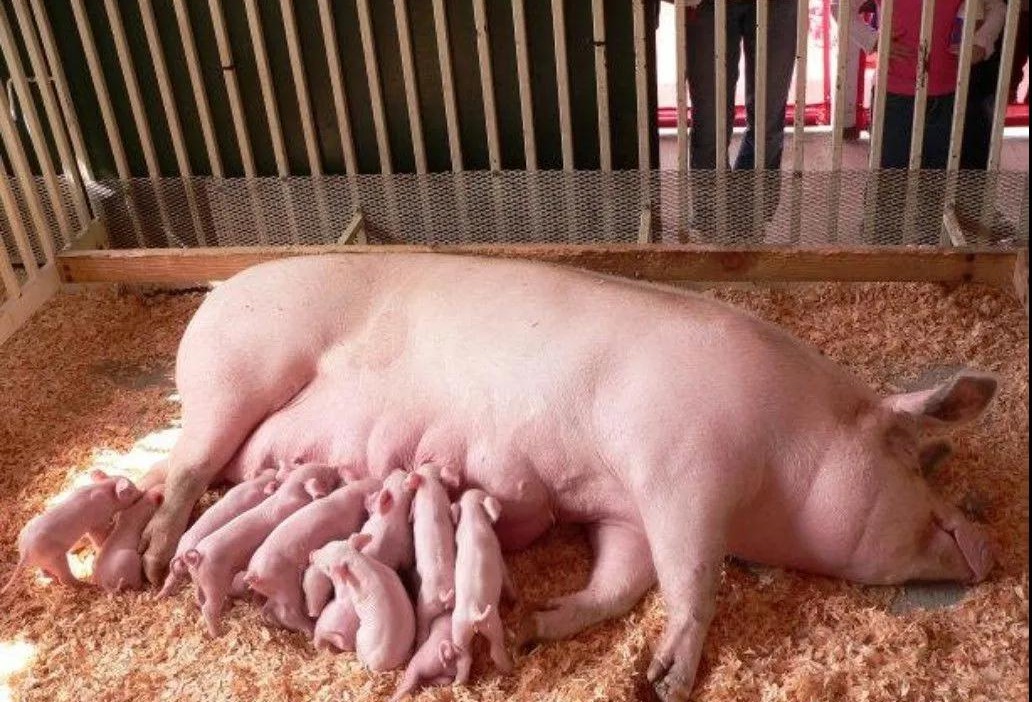 后备母猪子宫内膜炎怎么治疗,母猪内膜炎不治能好吗