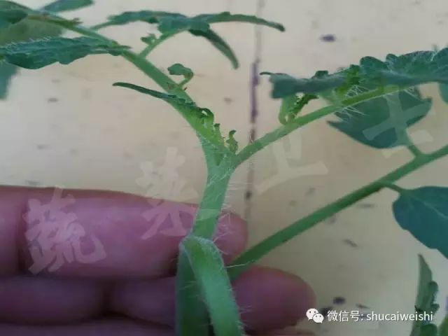 天气转凉的安全常识,强降温会引起药害吗