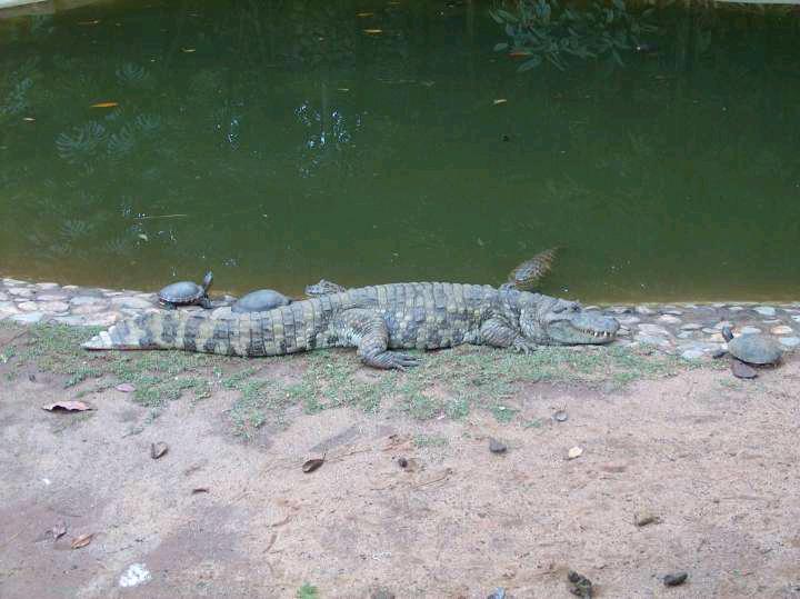 海洋霸主亚马逊真的存在吗,鼍科之王