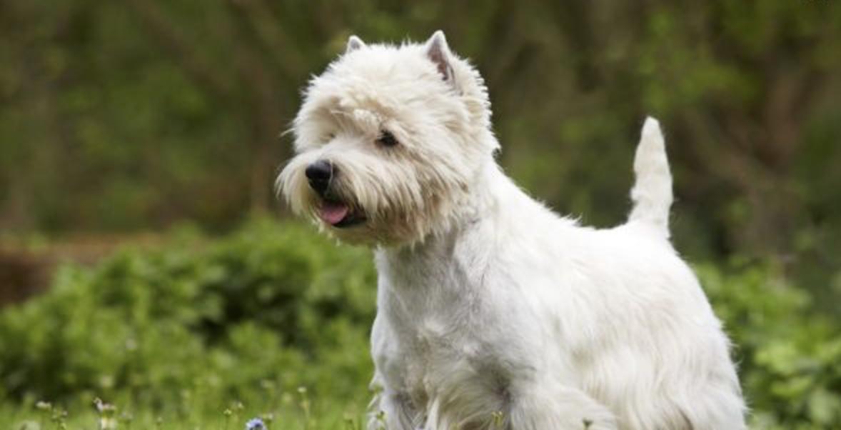 最齐全的狗狗品种介绍及图片,带你了解一下常见狗狗的品种