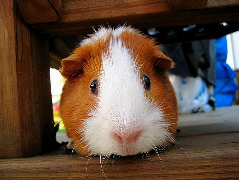 荷兰猪拉稀是黑水吗,为什么荷兰猪拉稀一天就死了