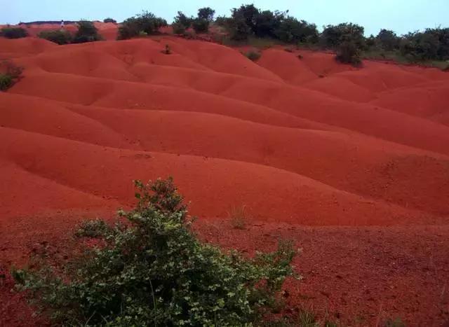 茶花酸性土壤自制小妙招,茶花太阳花茉莉栀子花的简单养法