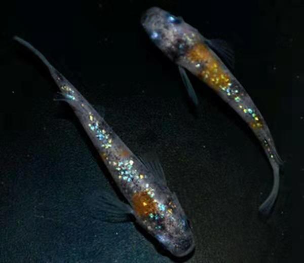 大鱼缸里养金鱼不打氧气能活吗,金鱼养在鱼缸里为什么不死