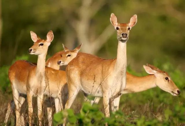 海南海里的特产动物,海南特有的珍稀动物