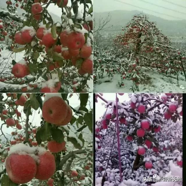 雪中的洛川红富士苹果,雪中的红苹果