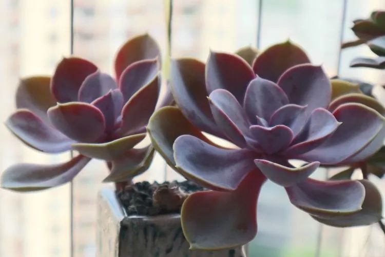 多肉名字怎么记,多肉的品种图片及名字寓意