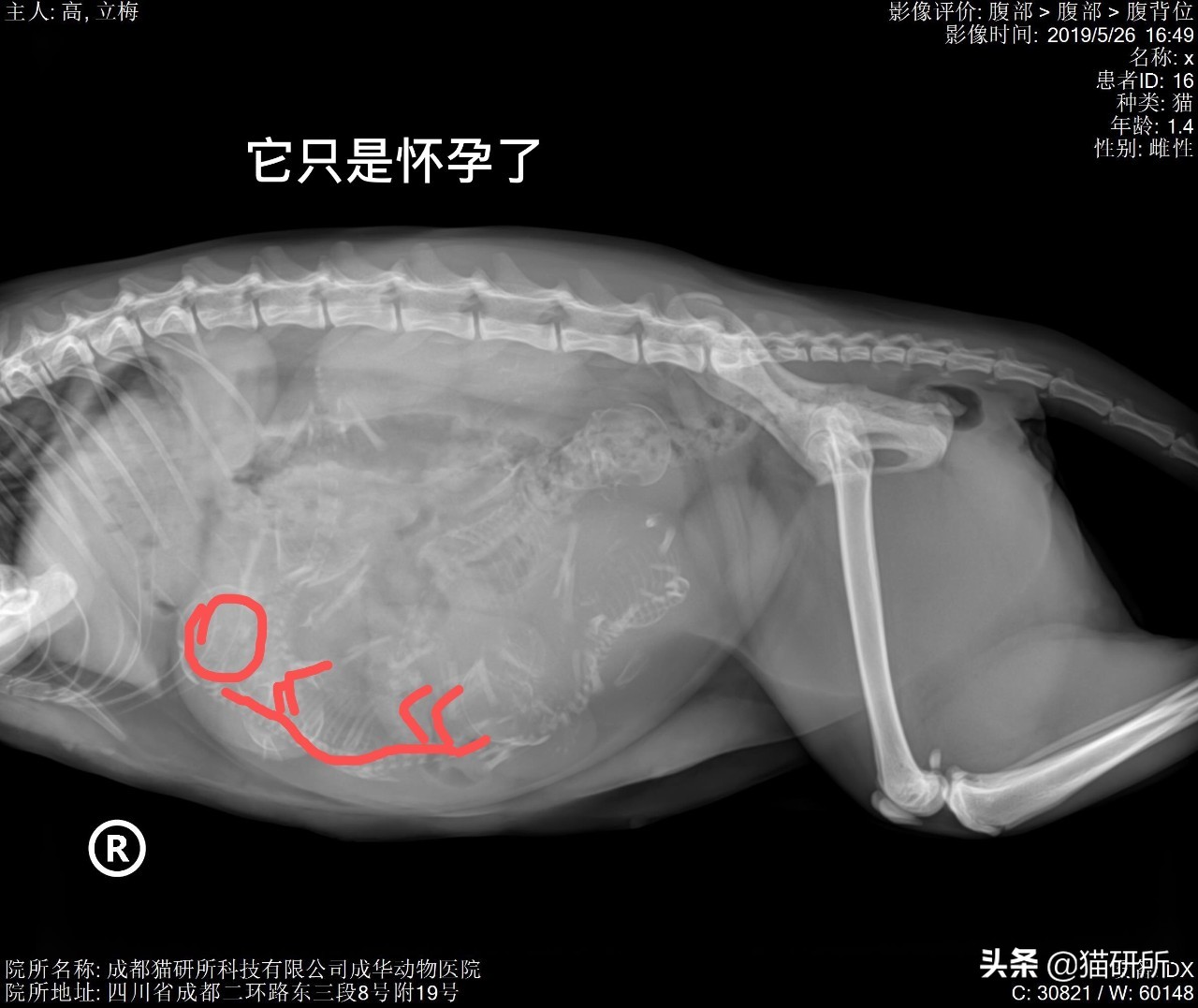 10张让人不寒而栗的图片,猫咪x光正常图片