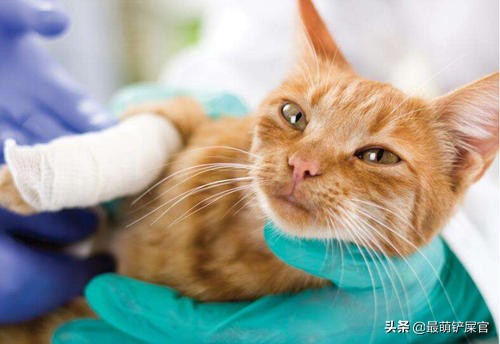 猫咪吐血拉血用什么药,猫咪胃出血是什么原因引起的啊