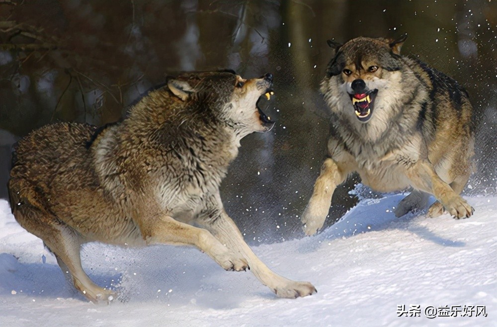 鐙肩帇浼犺瑙嗛,鐙肩帇浼犺鐪熷疄浜嬩欢