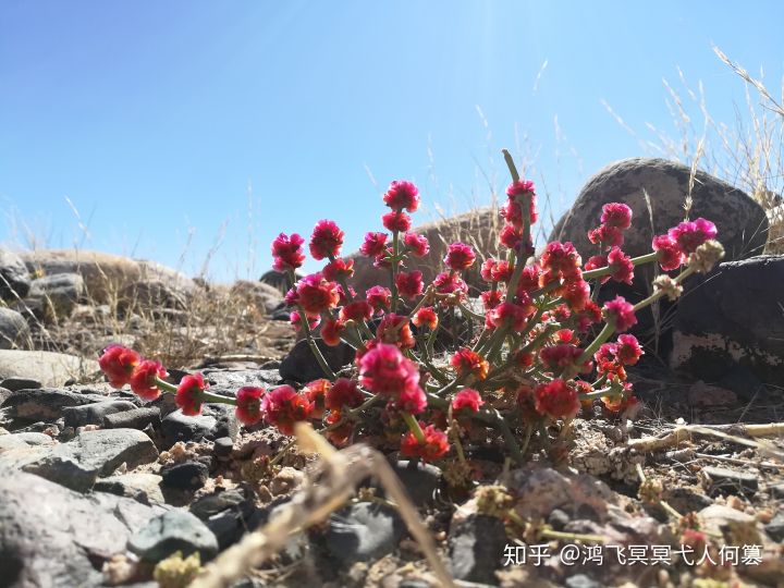 哈密戈壁之花图片,戈壁之花