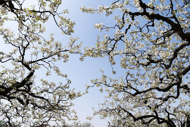 梨花似雪，伊人如梦