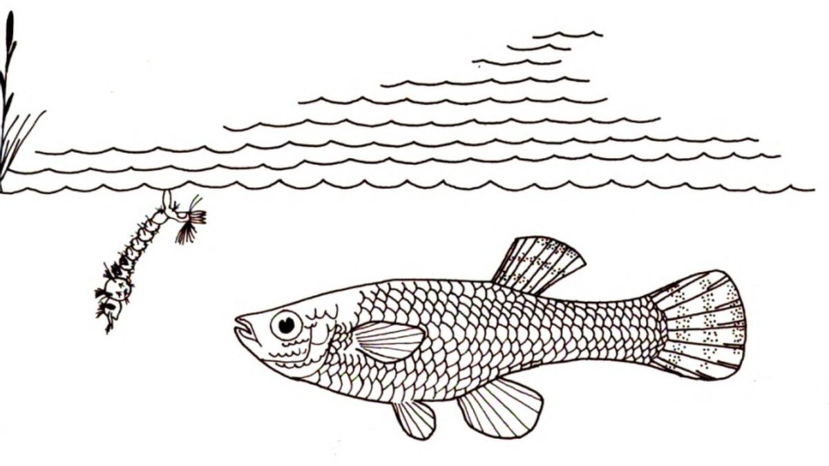 蚊子属于中国十大入侵物种吗,蚊子克星食蚊鱼